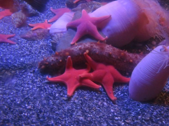 Family Vacation Time: Aquarium of The Pacific! #FamilyVacation #Aquarium