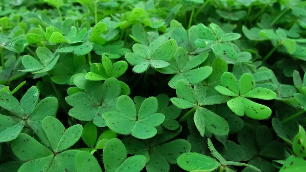 Luck Of The Irish